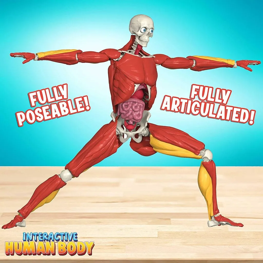 Be Amazing Interactive Human Body