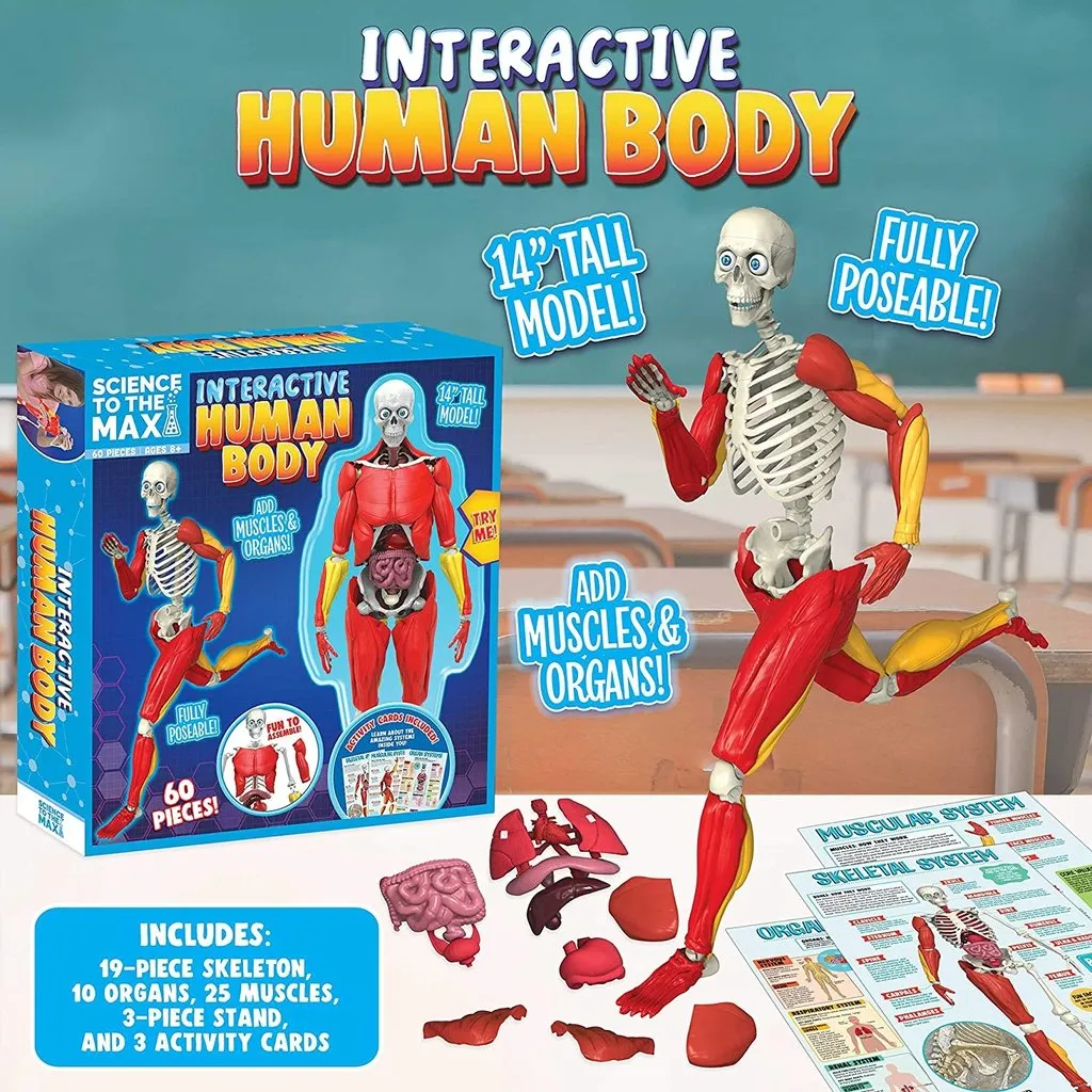 Be Amazing Interactive Human Body