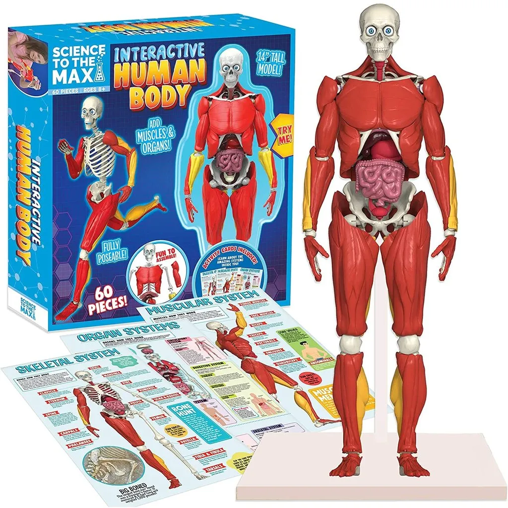 Be Amazing Interactive Human Body